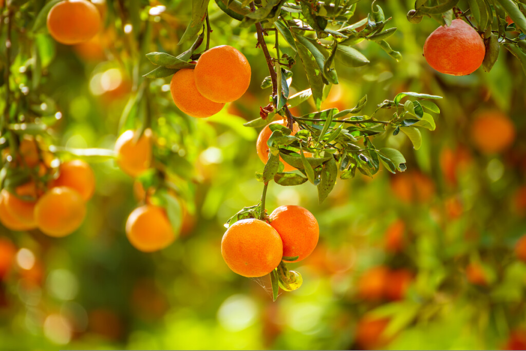 Tangerine Sunny Garden