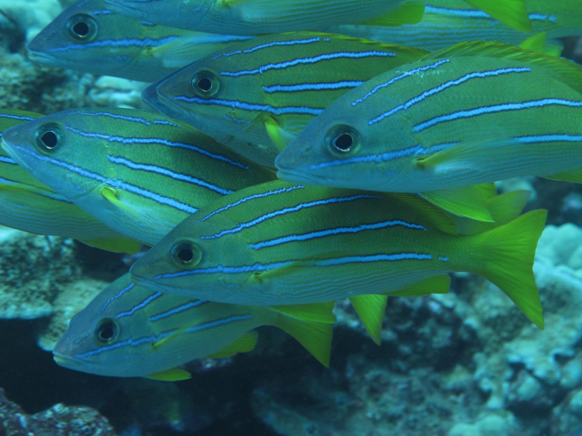 fishes