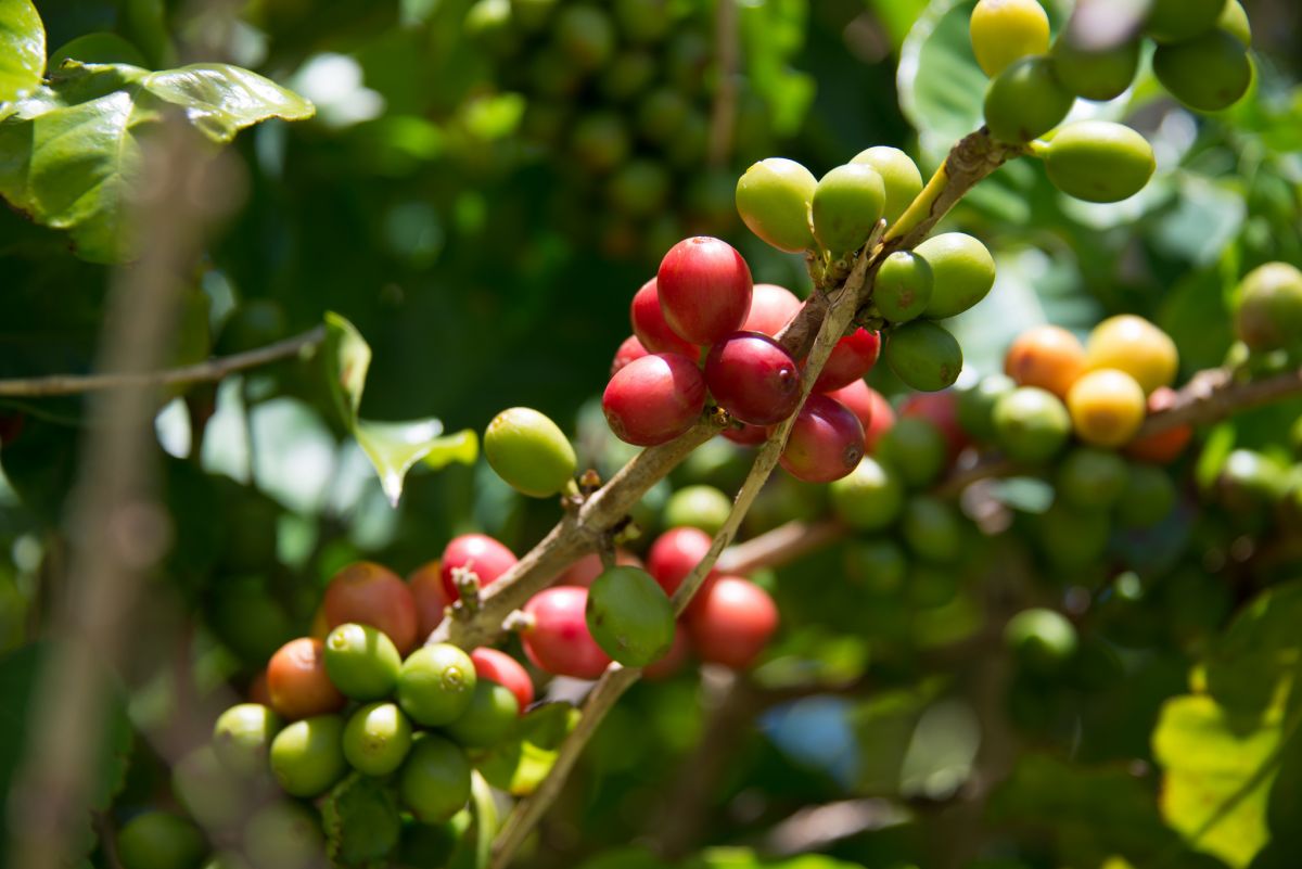 coffee
