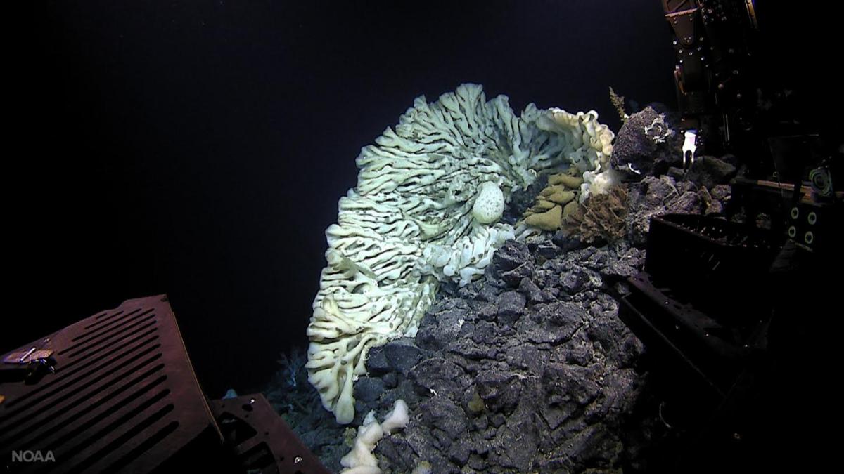 largest sponge known hawaii