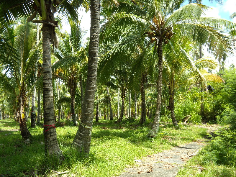 Coco_Palms_Update