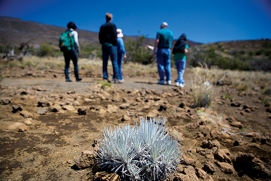 mauna-kea-silversword-garden-hawaii-island