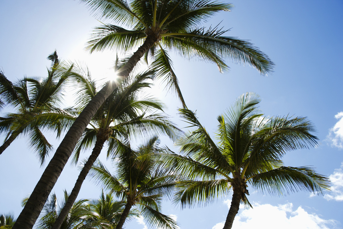 palm trees