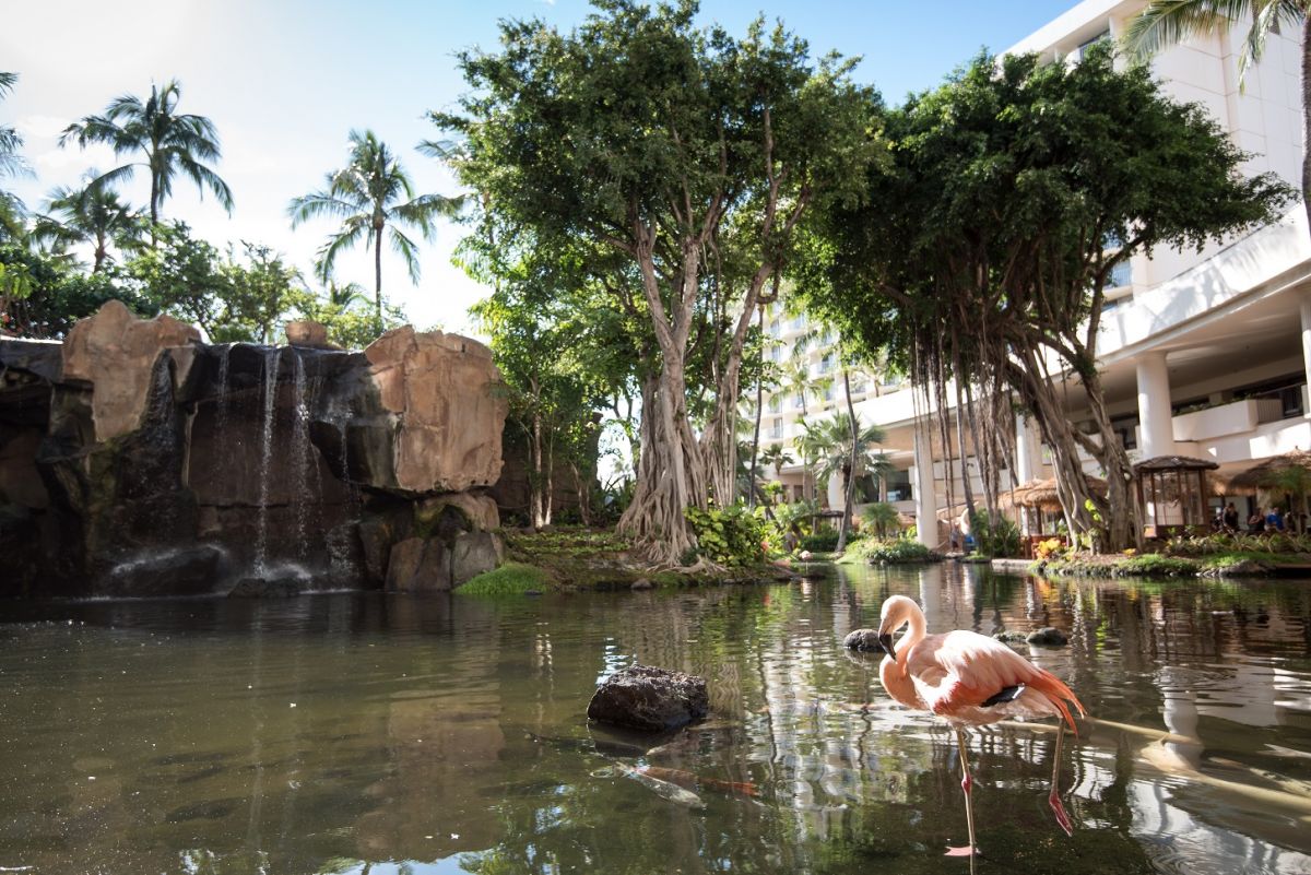 flamingos