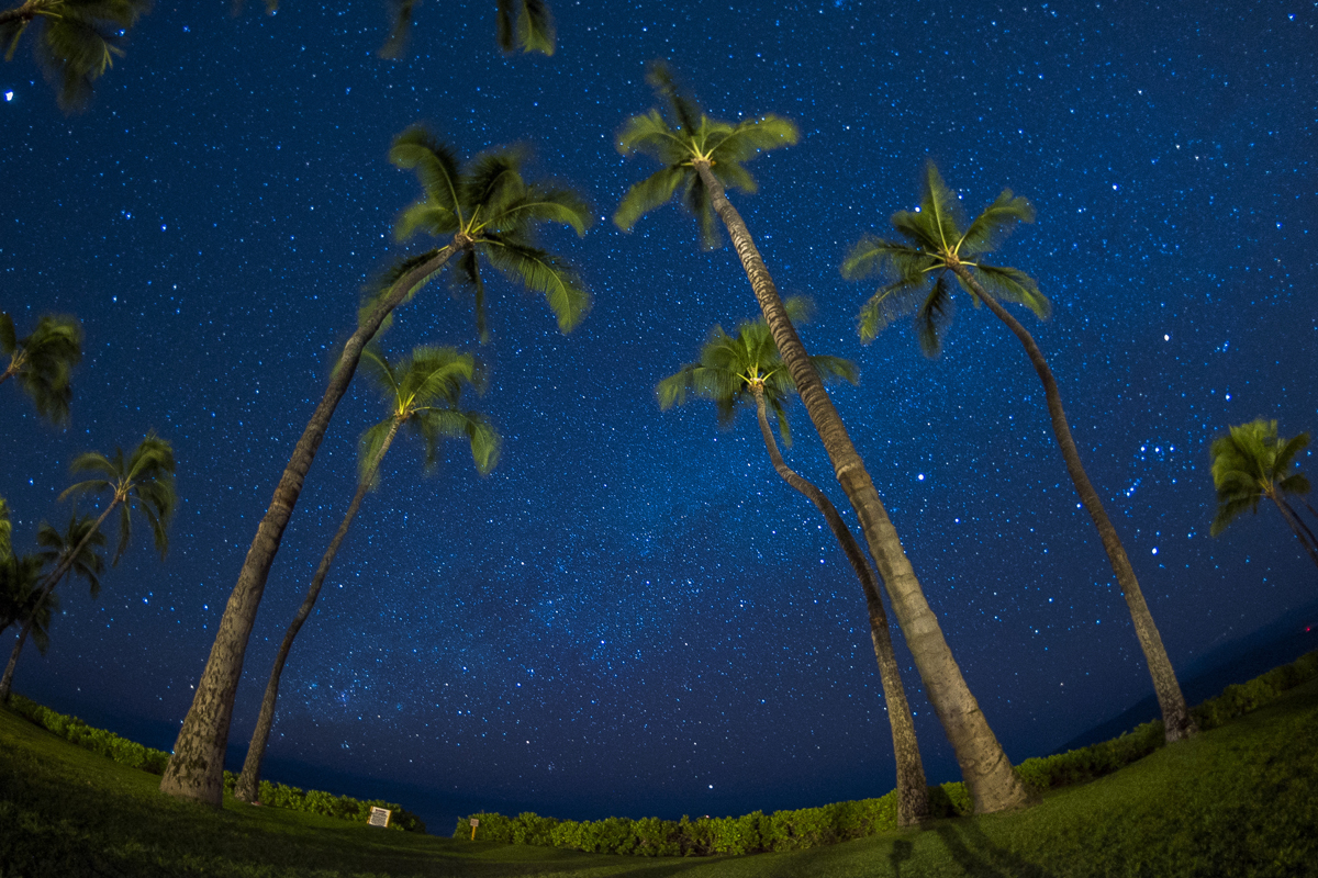 palms