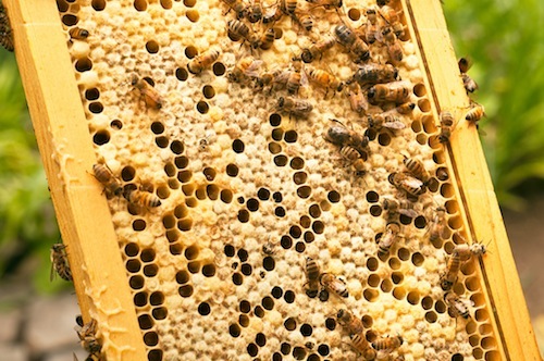 2nd_annual_hawaii_honey_festival