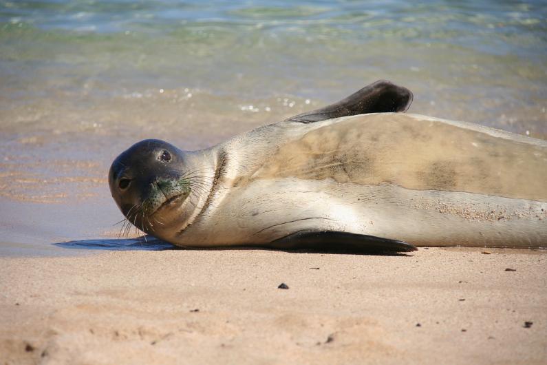 cute hawaii animals