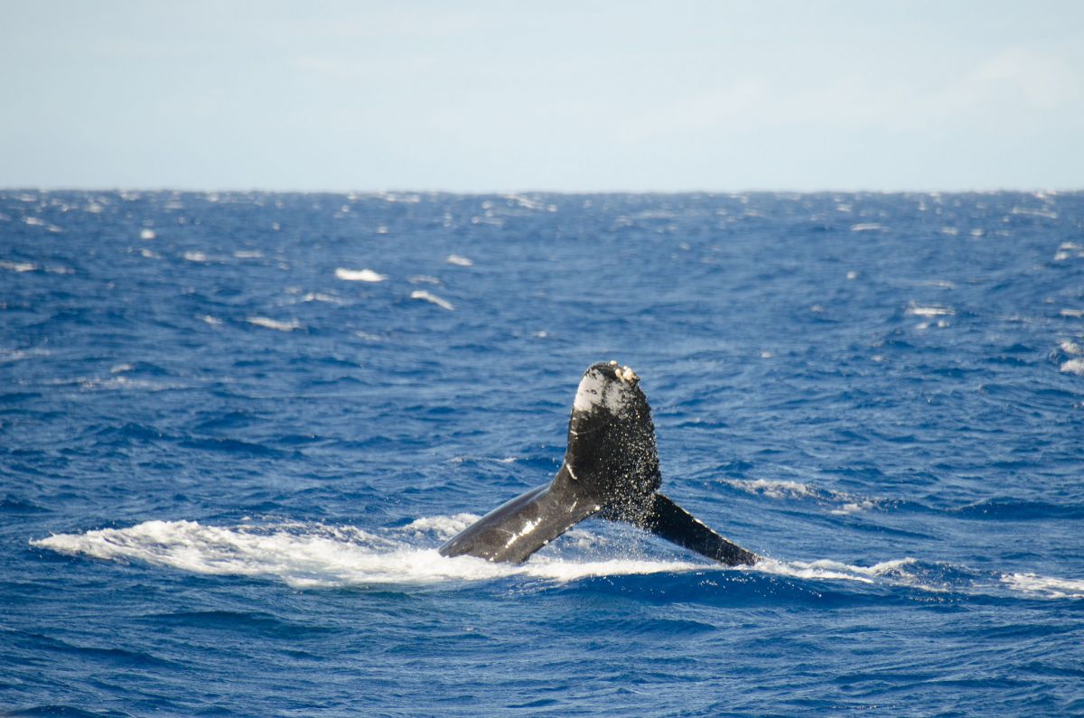 whales