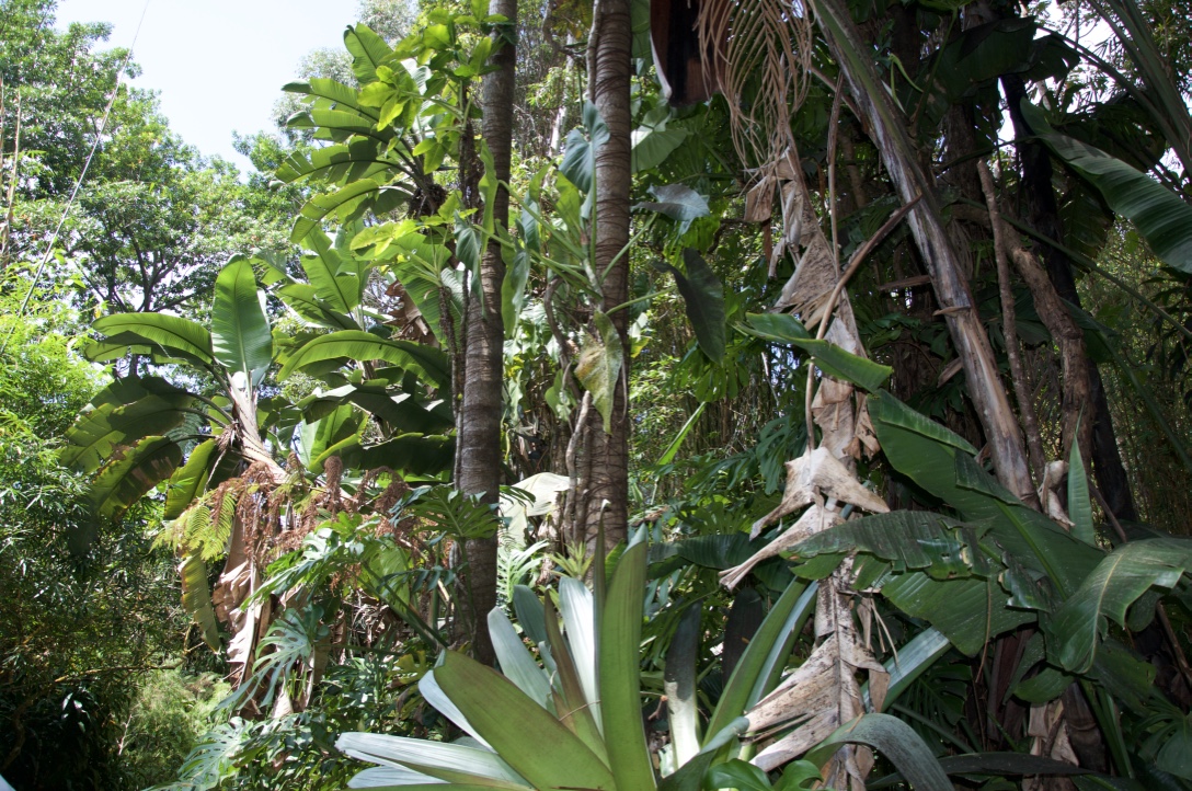 kona cloud forest