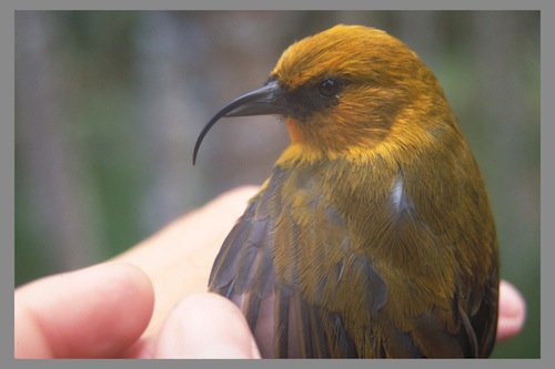 Hawaii_Big_Island_endangered_birds Hawaii_Big_Island_endangered_birds