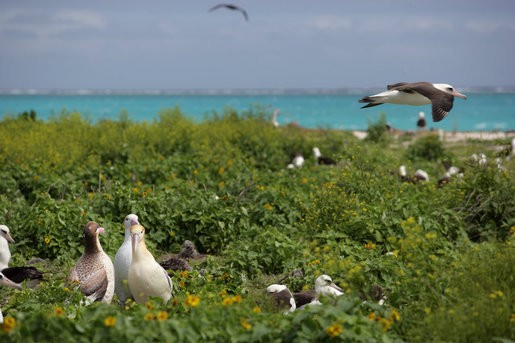 Albatross At Midway