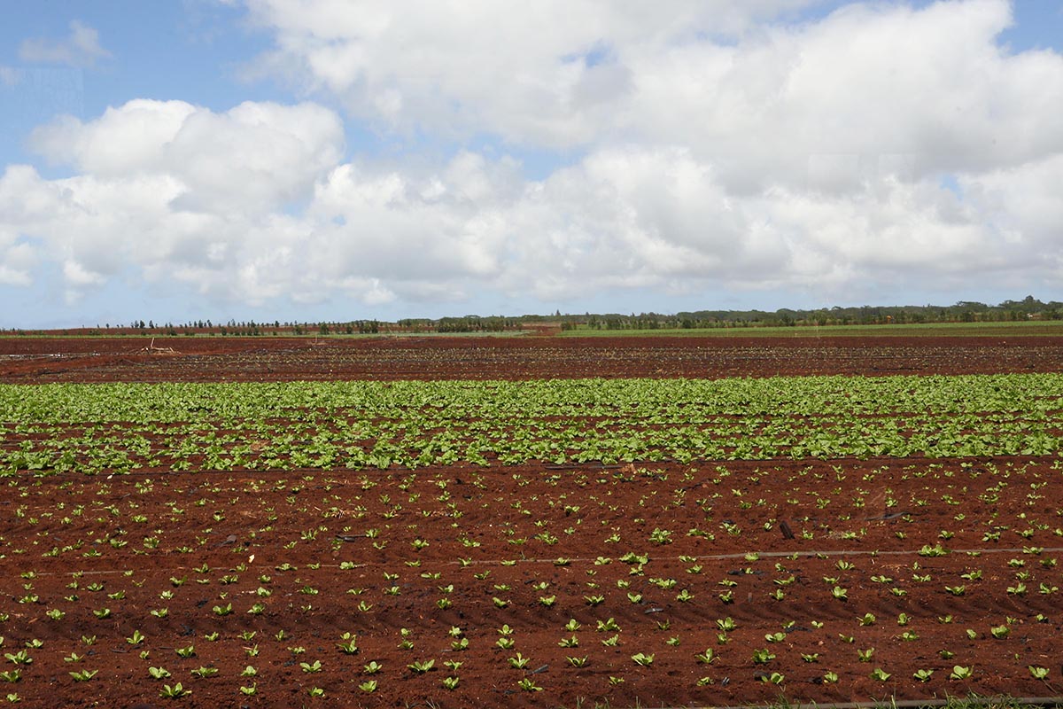 farm