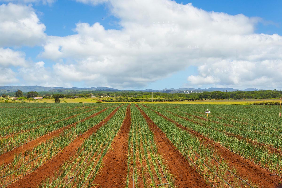 farm