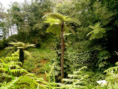 hawaii_challenge_save_kauai_rainforests
