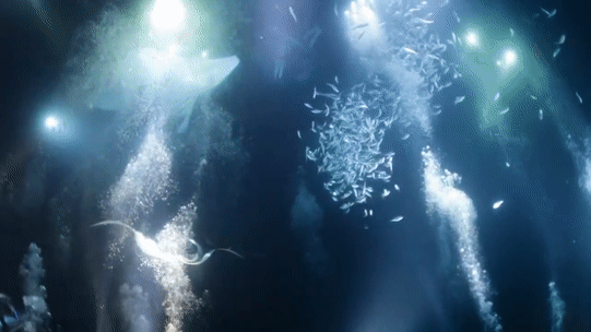manta