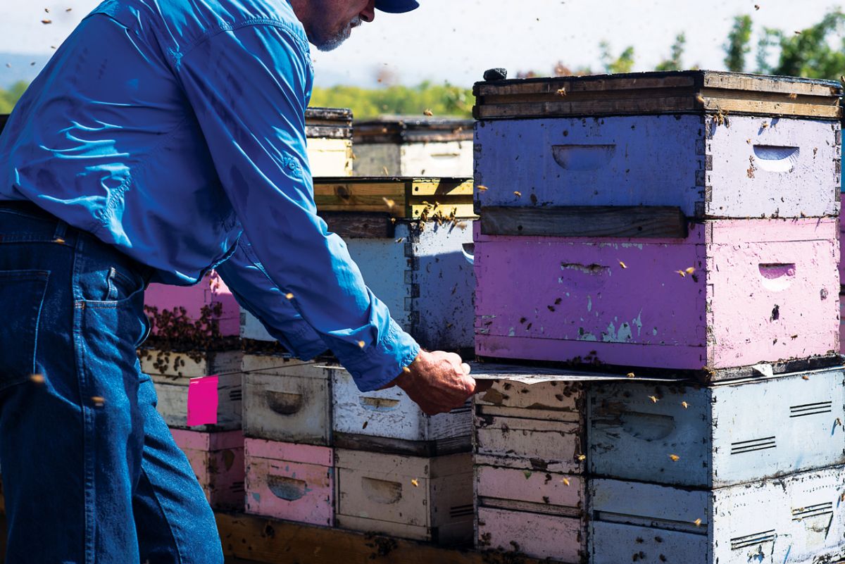 bees