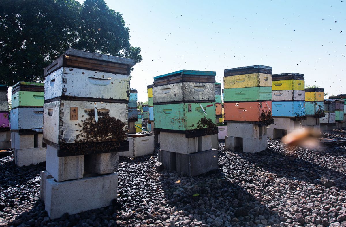 bees