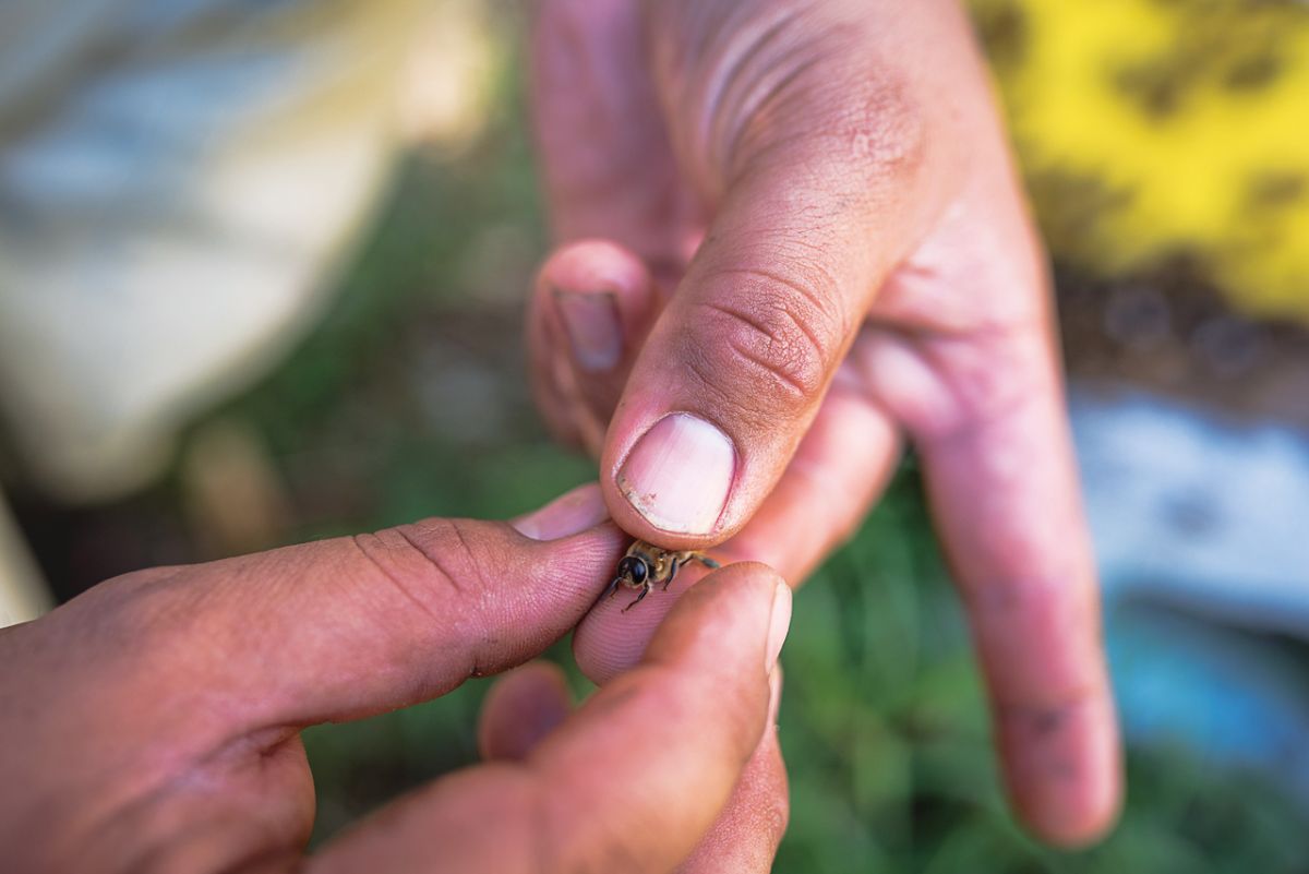 bee