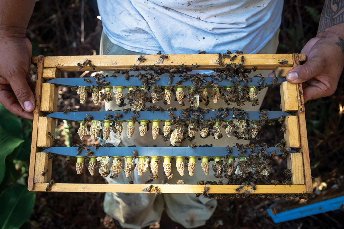 bees