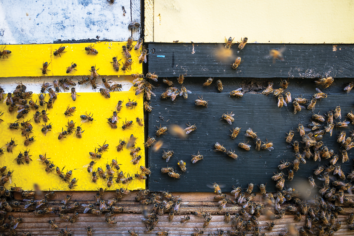 hive
