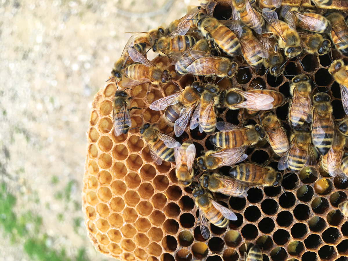 bees