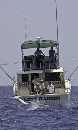 Billfish