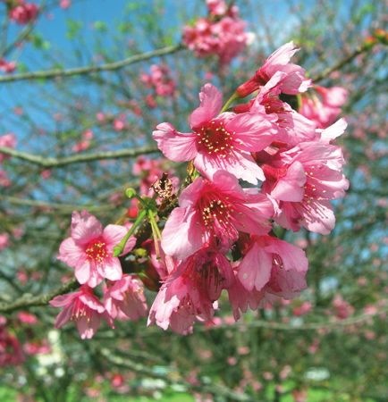 Blossom1