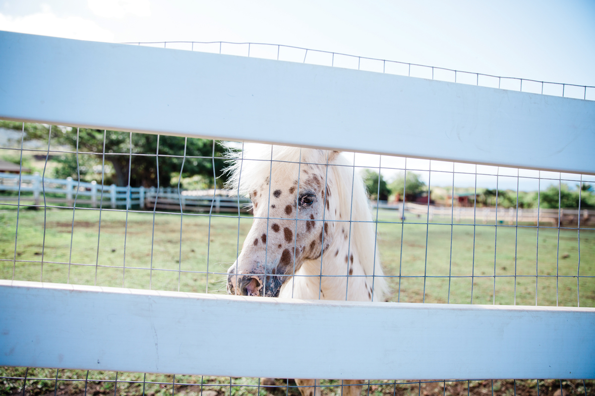 mini horse