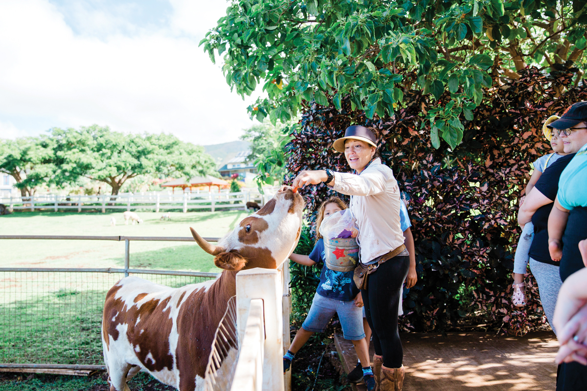 feeding cow