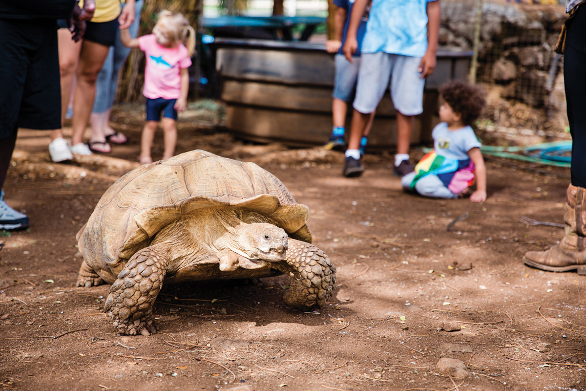 tortoise