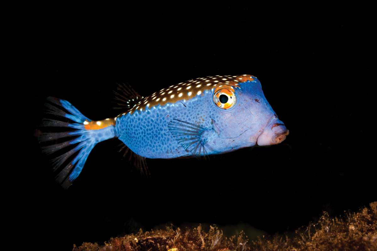 boxfish