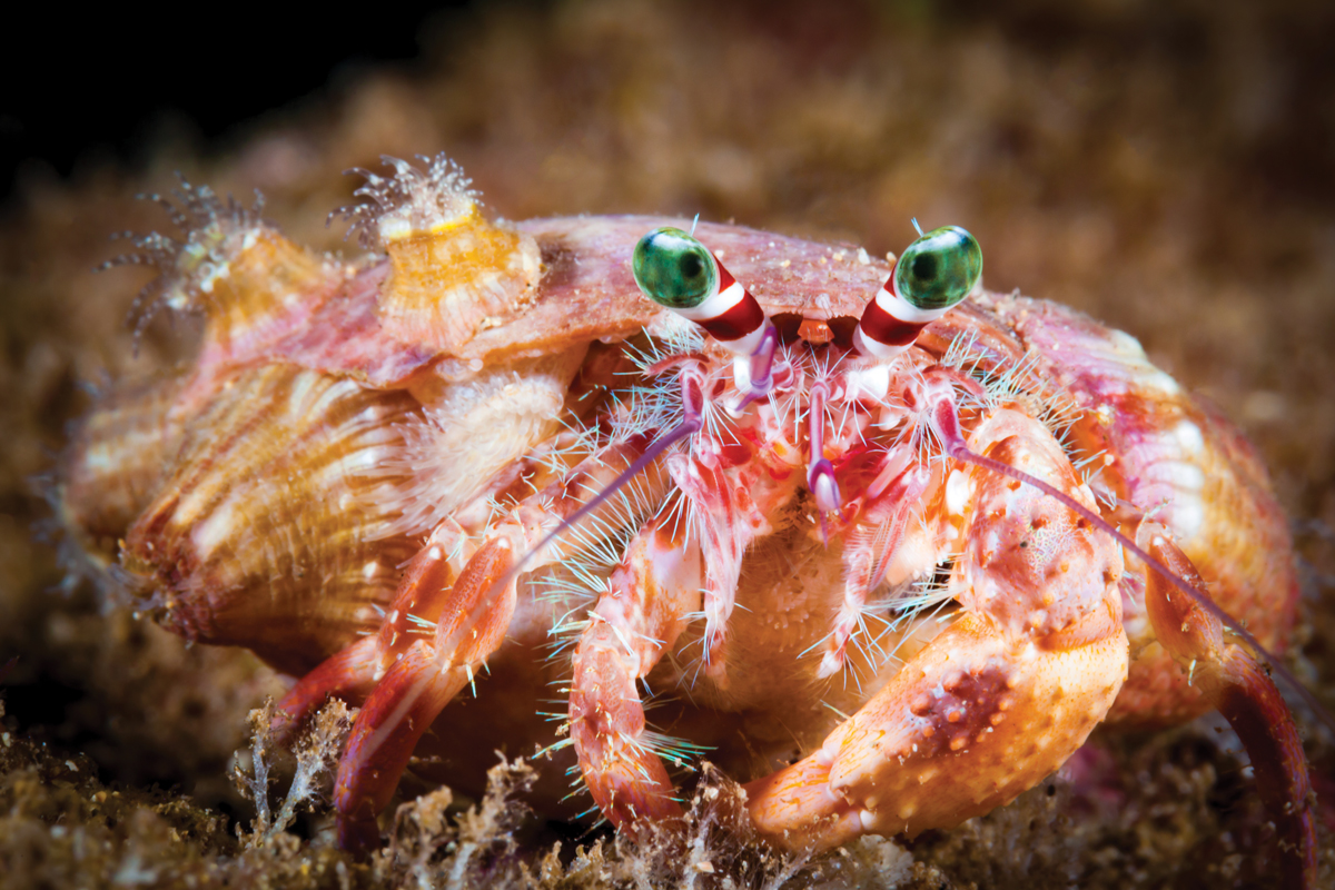 crab
