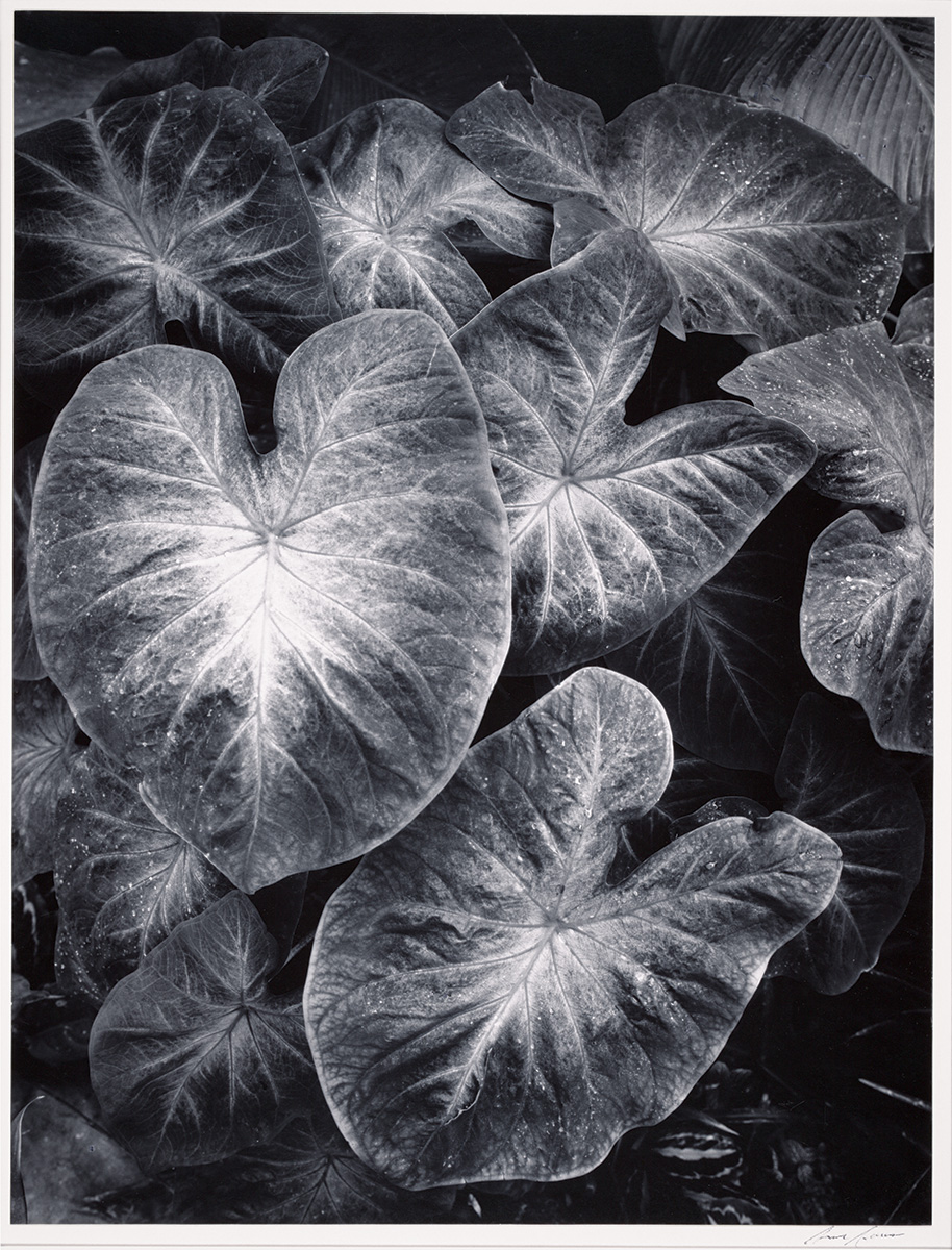 leaves