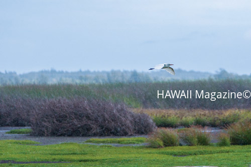 james_campbell_national_wildlife_refuge_Oahu
