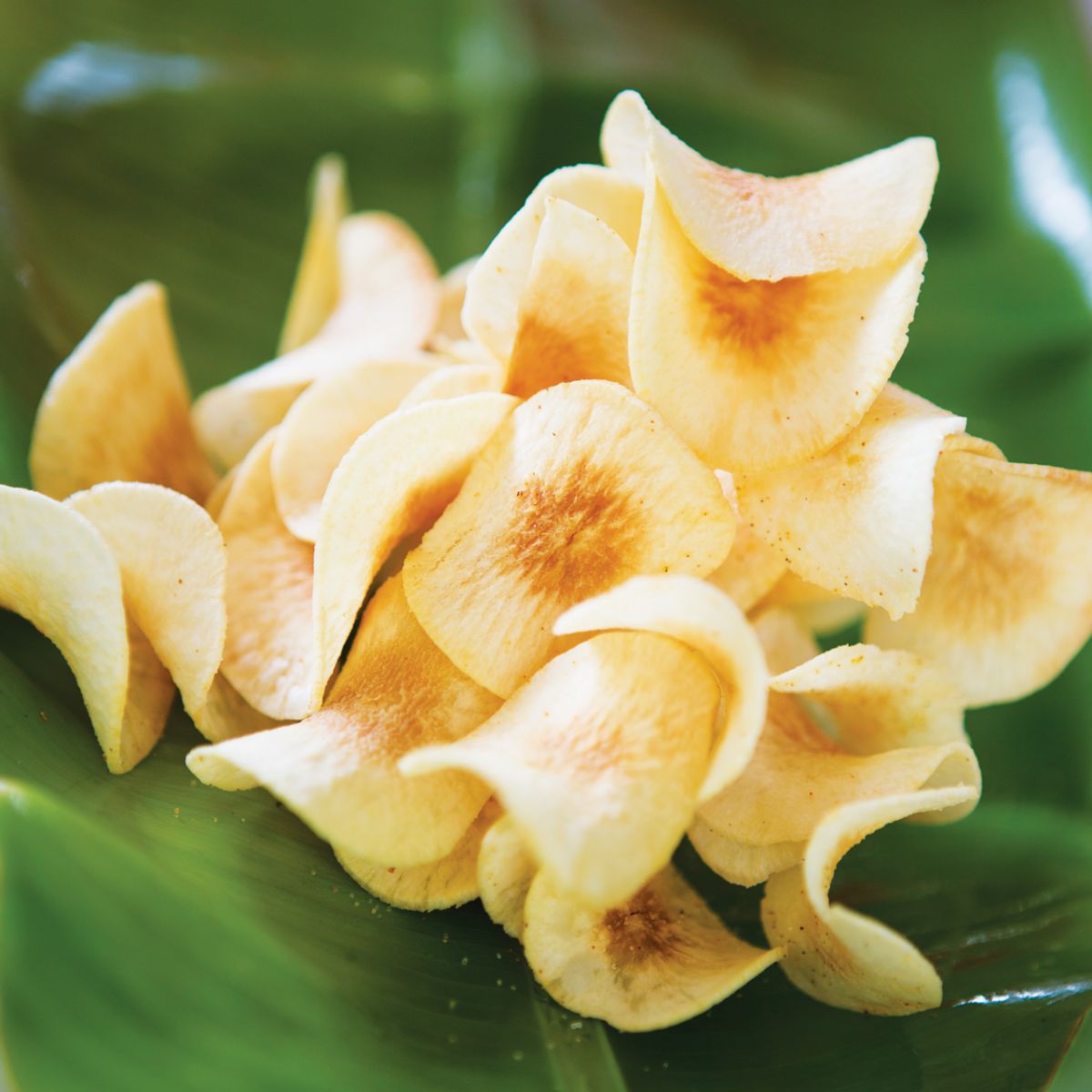 cassava
