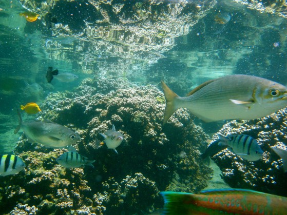 CoralReefFish