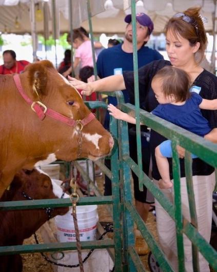 Cow1