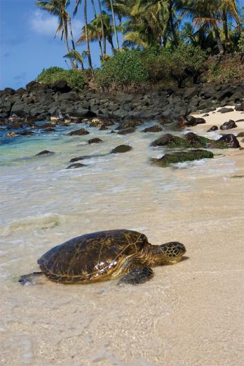 Croxford_Turtle