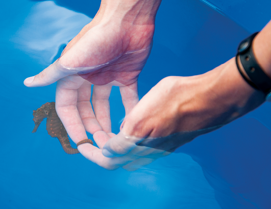 ocean-rider-seahorse-farm-kailua-kona-hawaii