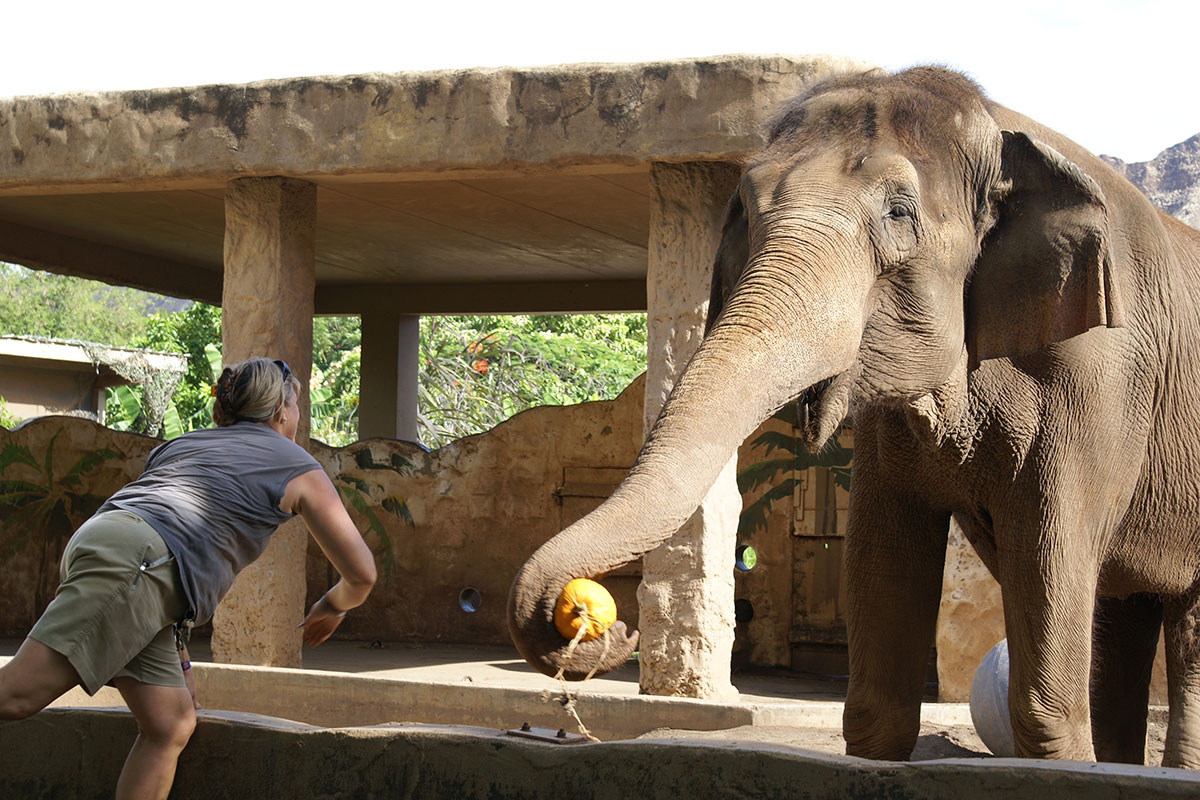 elephant