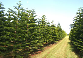 Farmroad