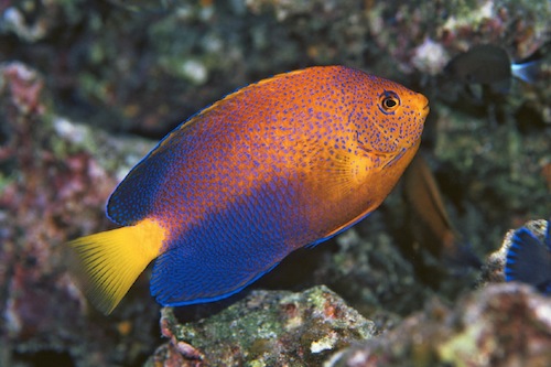 Fish1