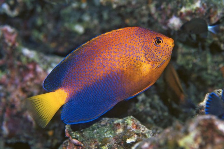 Fish1