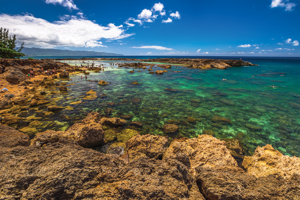 shark's cove