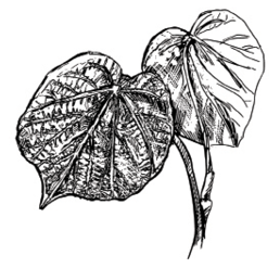  width=