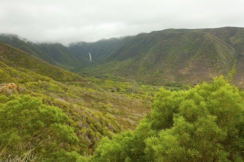 Halawa