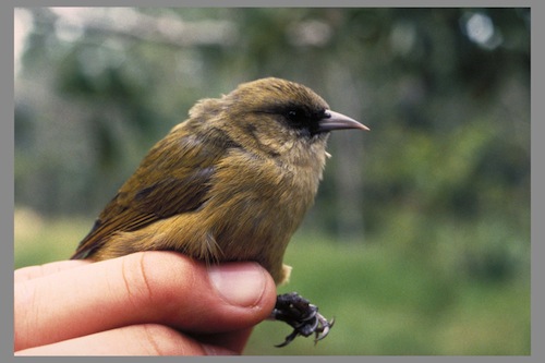 Hawaii_Big_Island_endangered_birds Hawaii_Big_Island_endangered_birds