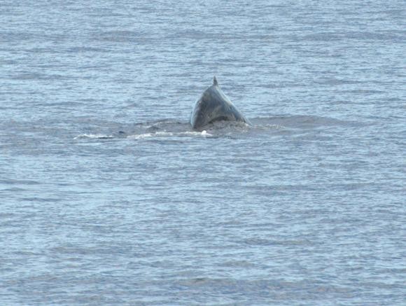 Hawaiihumpback2010
