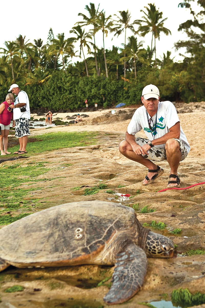 turtle