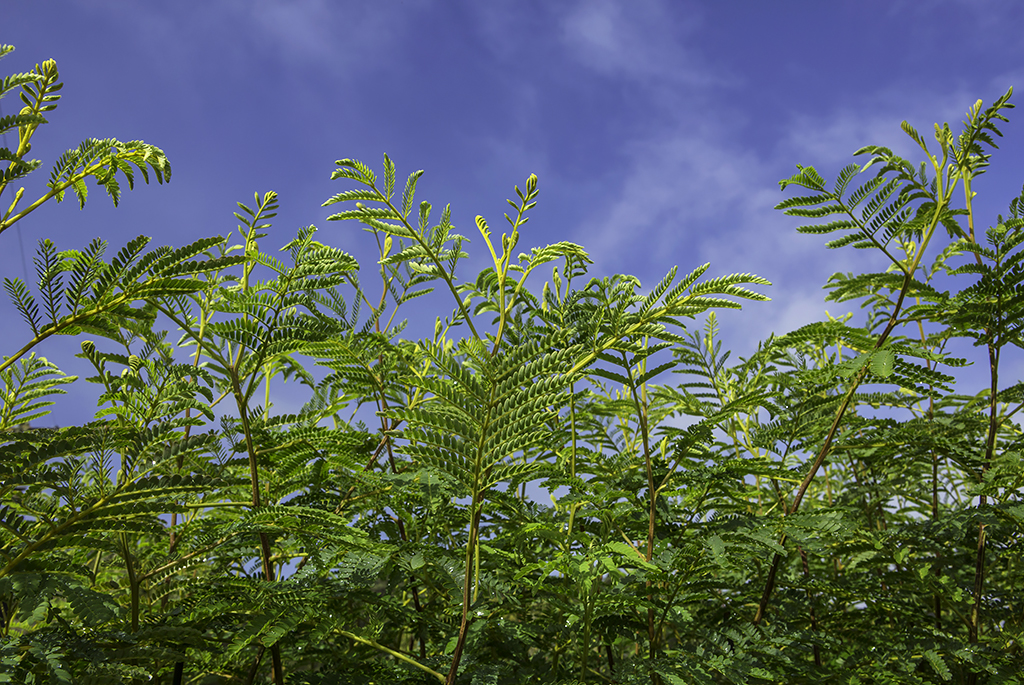 koa trees